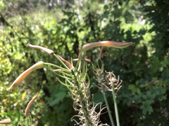 Aloe × commutata