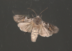 Litholomia napaea