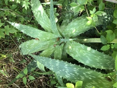 Aloe × commutata