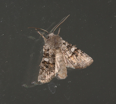 Litholomia napaea
