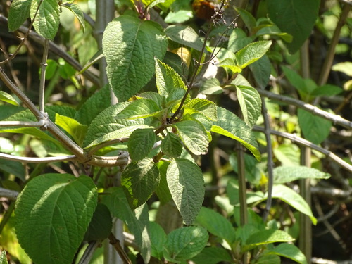 Plectranthus ecklonii