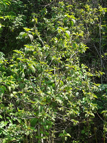 Plectranthus ecklonii