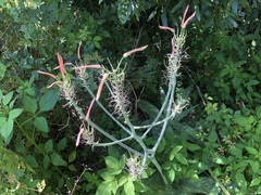 Aloe × commutata