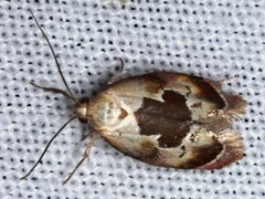 Hoplomorpha camelaea