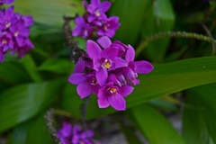 Spathoglottis unguiculata