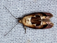 Hoplomorpha camelaea