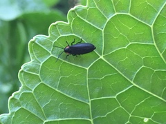 Lucidota atra