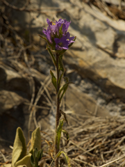 Campanula medium