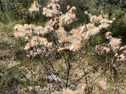 Image of Vernonia angustifolia by no rights reserved