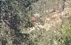 Sympetrum illotum