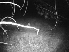 Canis latrans ochropus