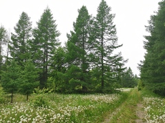 Picea jezoensis jezoensis