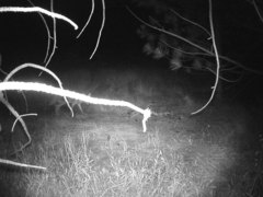 Canis latrans ochropus