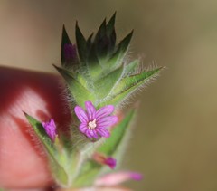 Epilobium densiflorum