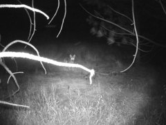 Canis latrans ochropus