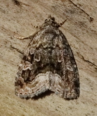 Protodeltote muscosula