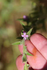 Epilobium densiflorum