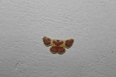 Opisthoxia