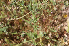 Epilobium densiflorum