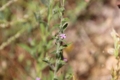 Epilobium densiflorum