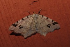 Macaria notata