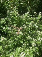 Nasturtium microphyllum