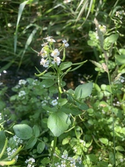 Nasturtium microphyllum