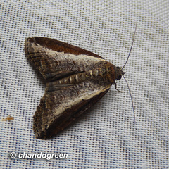 Lophoptera squammigera
