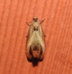 Olethreutes hamameliana