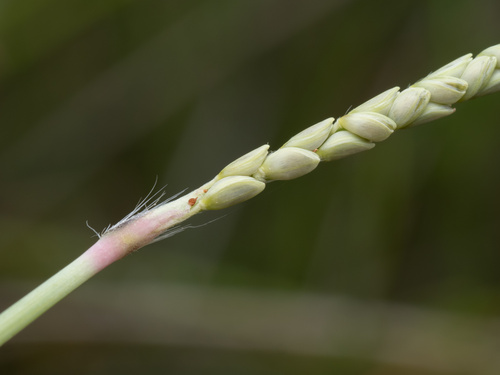 Image of Paspalum monostachyum by (c) Turner Brockman, some rights reserved (CC BY-SA)