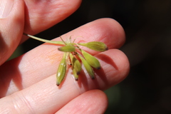 Osmorhiza brachypoda