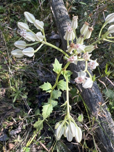 Image of Bay County Indian Plantain (Arnoglossum album) by no rights reserved
