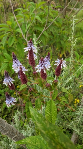 Virunga Mountain Hullwort (Coleus goetzenii)