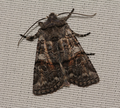 Litholomia napaea