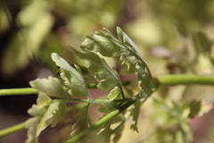 Osmorhiza brachypoda