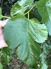 Cercospora moricola