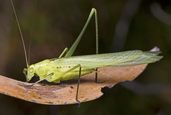 Polichne