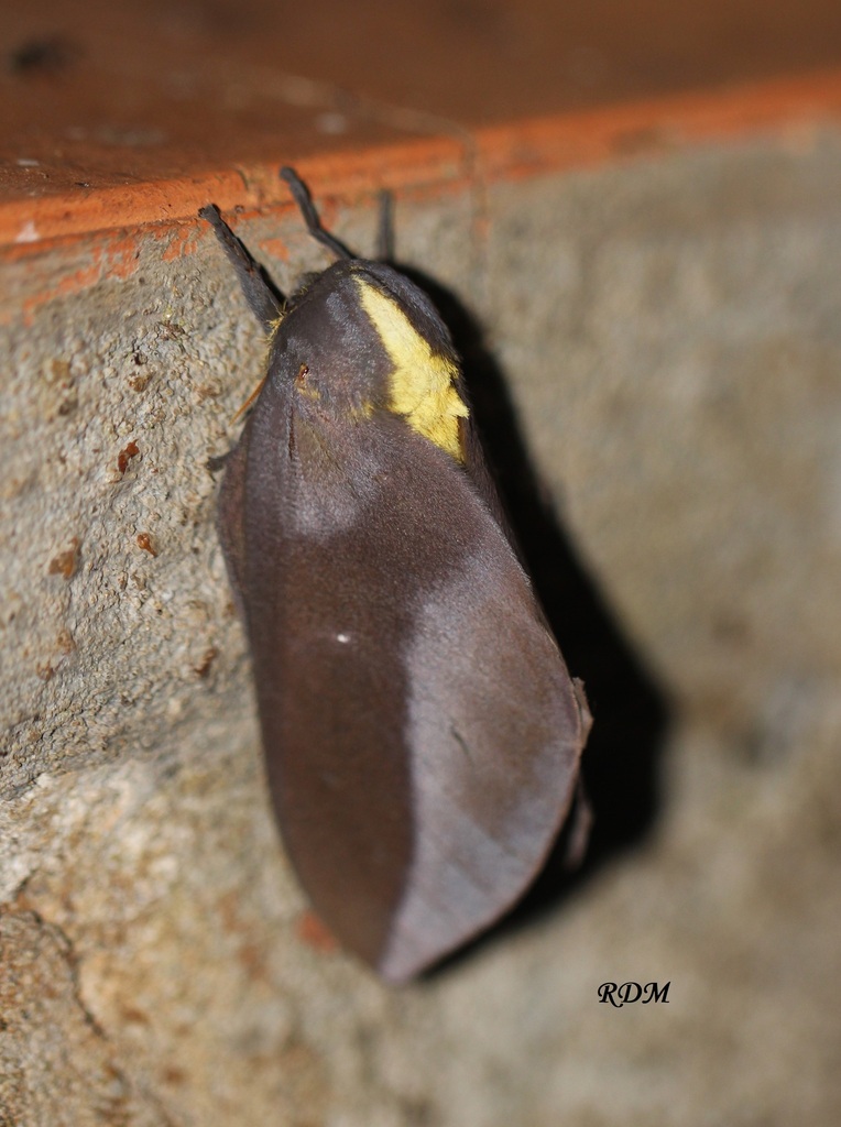 Adelowalkeria flavosignata