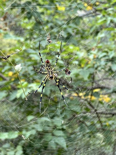 Joro Spider