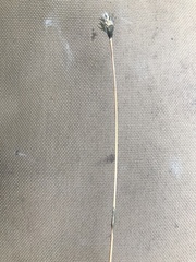 Eriophorum brachyantherum