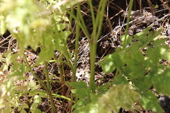 Osmorhiza brachypoda