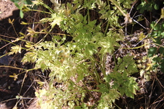 Osmorhiza brachypoda