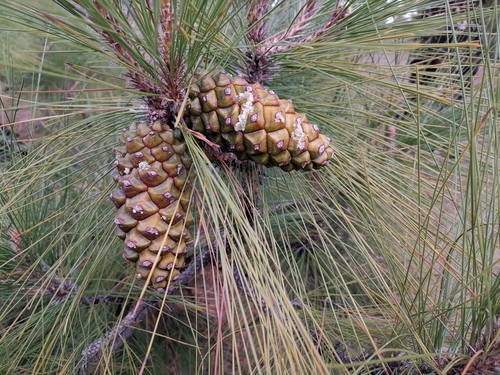 Canary Island pine