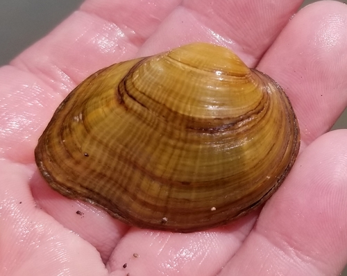 Northern Riffleshell