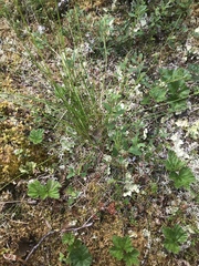 Eriophorum brachyantherum