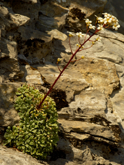 Saxifraga cochlearis