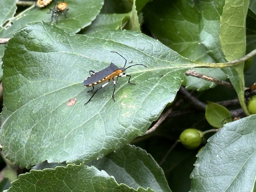 Plinachtus bicoloripes