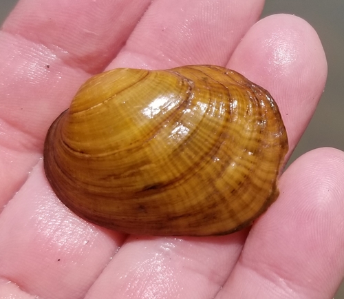 Northern Riffleshell (Freshwater Mussels of the French Creek Watershed ...