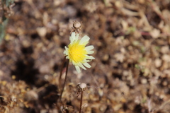 Malacothrix californica