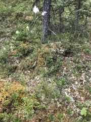 Eriophorum brachyantherum